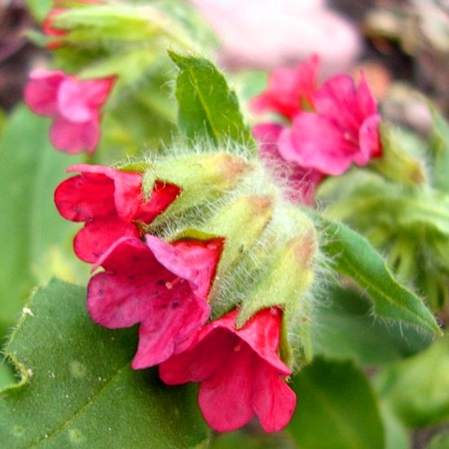 Pulmonaria rubra 'Redstart' - Punane kopsurohi 'Redstart' P9/0,55L